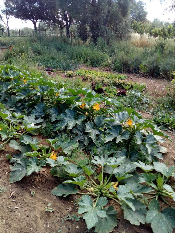Farm stay Cordovani Magliano in Toscana